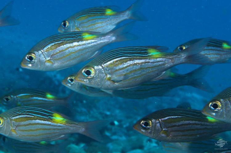 Gnathodentex aureolineatus Glowfish Facts and Photographs Seaunseen