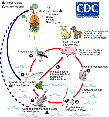 Gnathostoma CDC Gnathostomiasis Biology