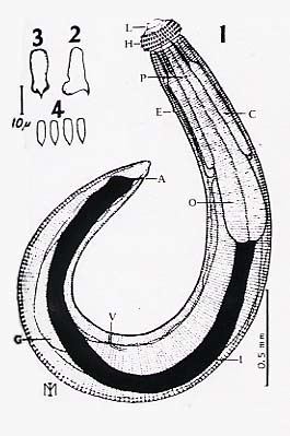 Gnathostoma Morphology of Gnathostoma spinigerum