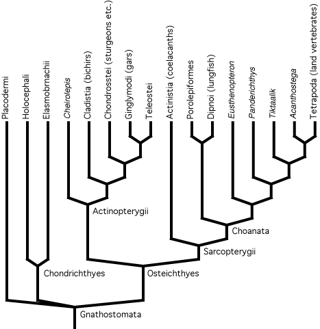 Gnathostomata Index of jmerckimages