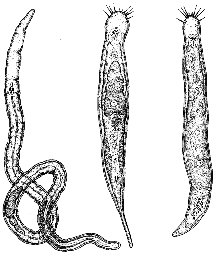 Gnathostomulid Limnognathia
