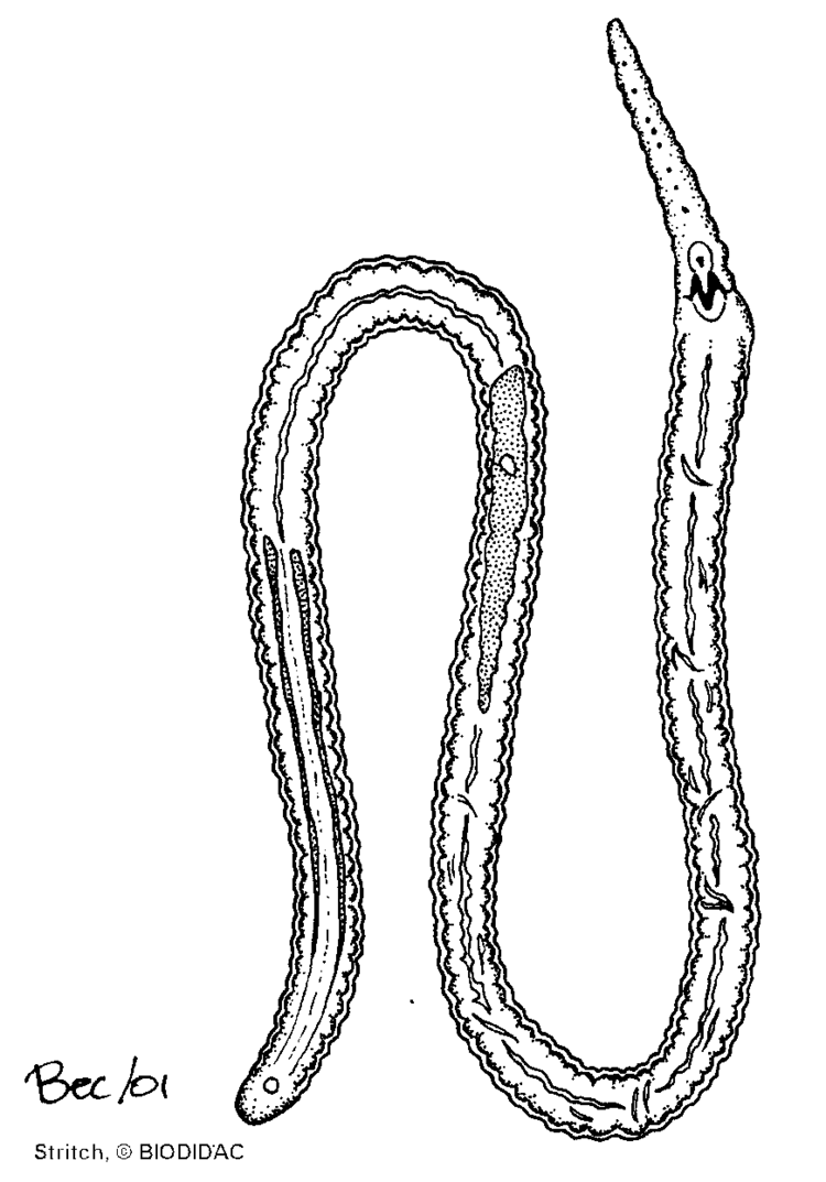 Gnathostomulid BIODIDAC Animalia Gnathostomulida gnat003bgif