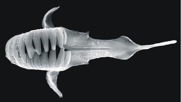 Gnathostomulid Real Monstrosities Jaw Worm