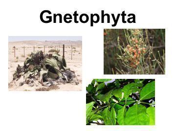 Gnetophyta Gnetophyta Magazines