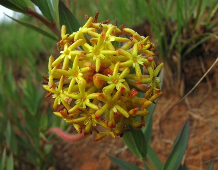 Gnidia Gnidia capitata Verkykerskop Plant Abundance