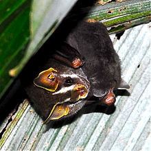 Gnome fruit-eating bat httpsuploadwikimediaorgwikipediacommonsthu