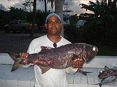 Gnomefish httpsuploadwikimediaorgwikipediacommonsthu