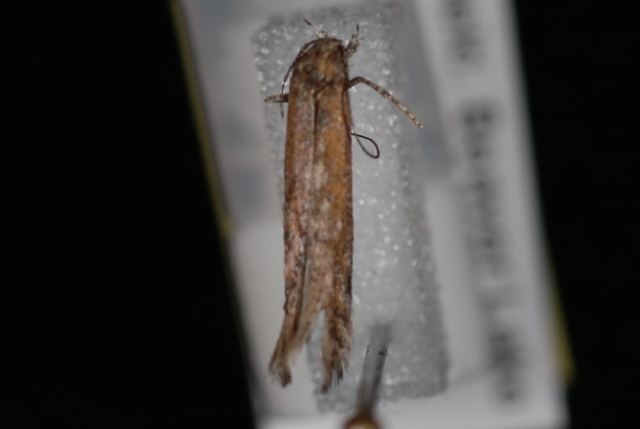 Gnorimoschema albimarginella