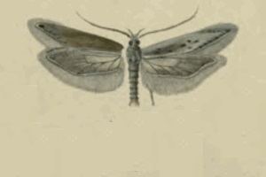 Gnorimoschema herbichii