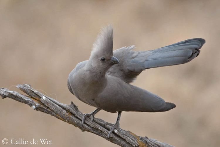 Go-away-bird Grey GoAway Bird