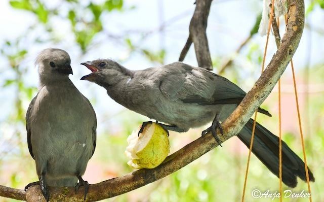 Go-away-bird Gray goawaybird