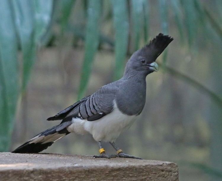 Go-away-bird Pictures and information on Whitebellied Goawaybird