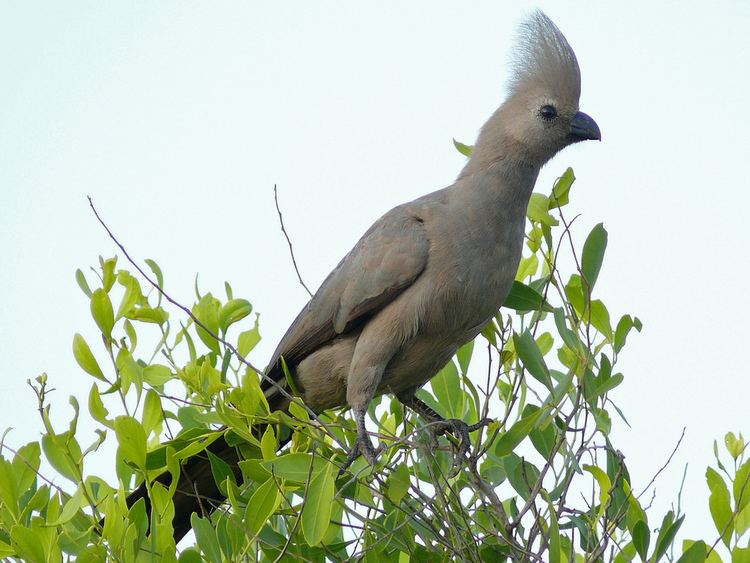 Go-away-bird Grey Goawaybird