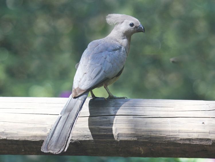 Go-away-bird FileGrey Goawaybird RWDjpg Wikimedia Commons