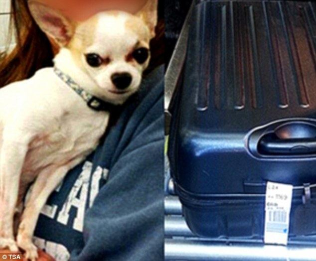 Go Away Stowaway movie scenes A chihuahua pup left stowed away in its owner s suitcase right before