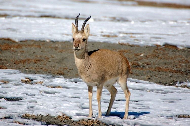 Goa (antelope) httpsspeakzeasyfileswordpresscom201503tib