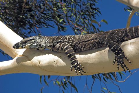 Goanna Wombat Stories Goanna