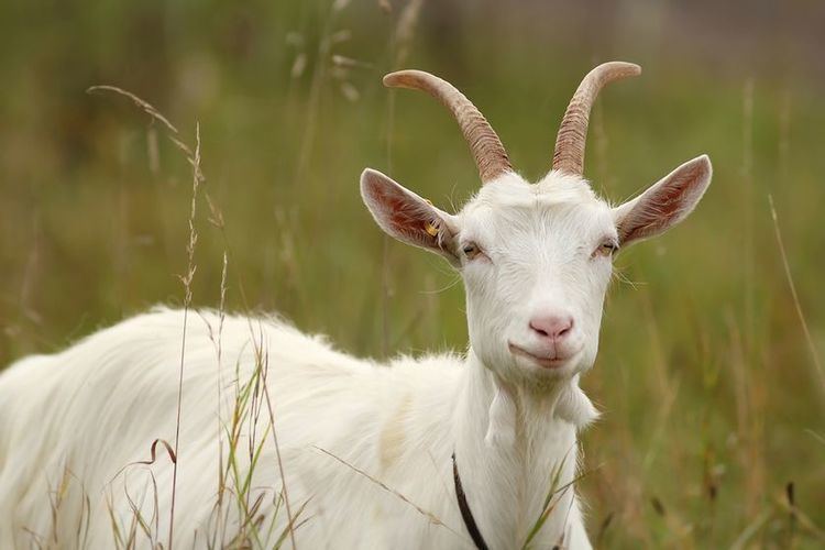 Goat 12 things you didn39t know about goats MNN Mother Nature Network
