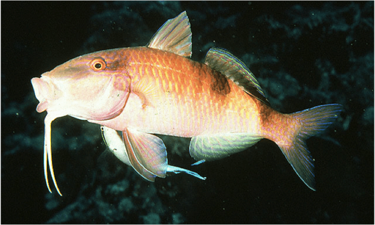 Goatfish Mullidae Goatfishes Ulithi Marine Management