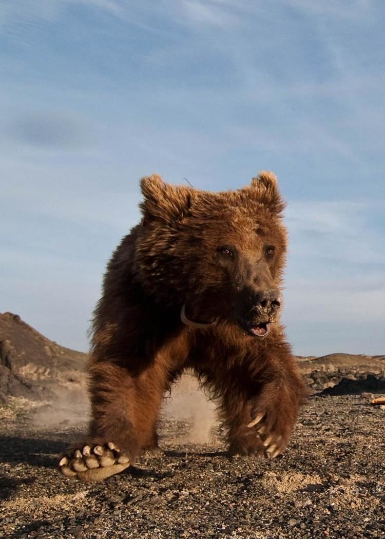 Gobi bear Can World39s Rarest Bear Be Saved