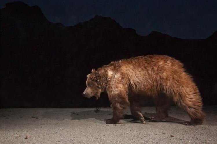 Gobi bear Can World39s Rarest Bear Be Saved