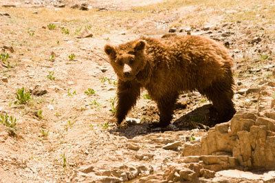 Gobi bear Gobi Bear Update Vital Ground