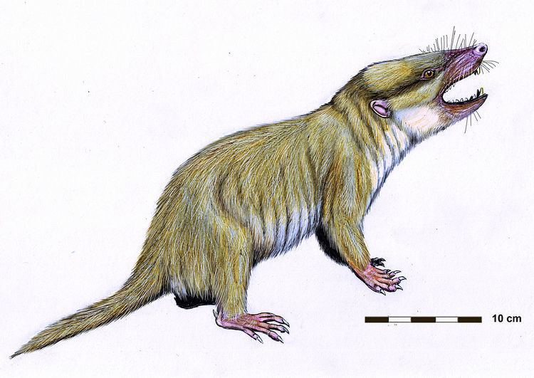 Gobiconodonta