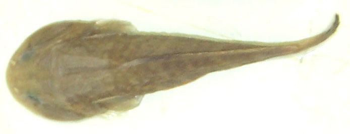 Gobiesocidae Gobiesocidae