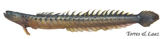 Gobioides Freshwater Fishes of Western Ecuador Gobioides peruanus