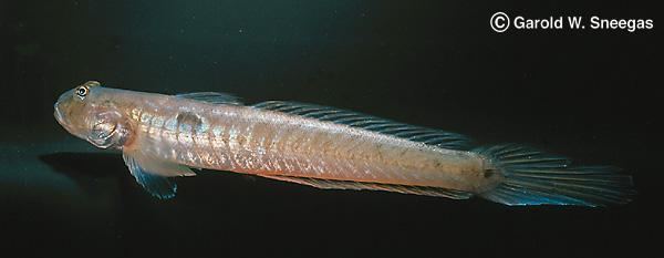 Gobionellus Fishes of Texas Gobionellus oceanicus