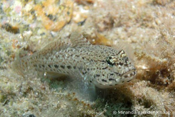 Gobius European Marine Life Photo of Gobius bucchichi Bucchich39s goby