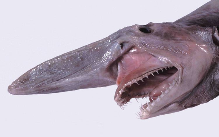 Goblin shark Goblin Shark Shark Facts and Information