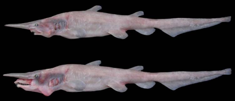 Goblin shark Goblin sharks Mystery behind bizarre protruding jaws solved after