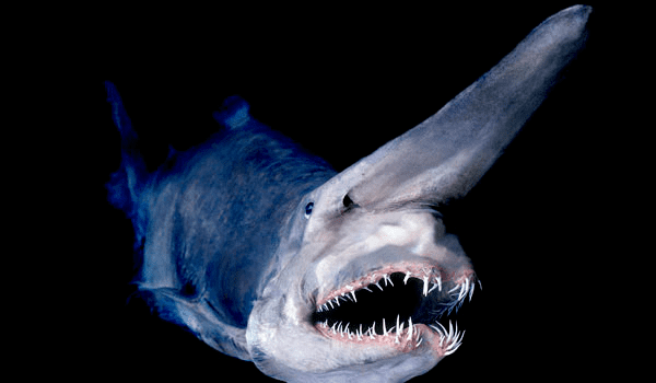 Goblin shark - Alchetron, The Free Social Encyclopedia