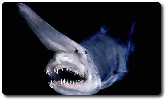 Goblin shark Goblin Shark Facts amp More On This Strange Species Shark Sider