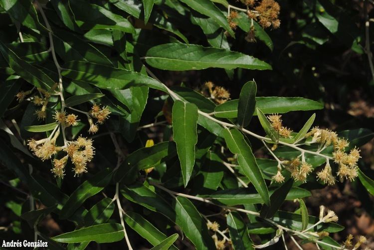 Gochnatia polymorpha Gochnatia polymorpha Images Useful Tropical Plants
