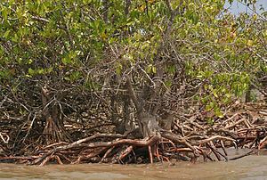 Godavari-Krishna mangroves httpsuploadwikimediaorgwikipediacommonsthu