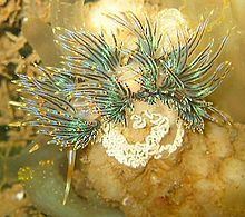 Godiva (gastropod) httpsuploadwikimediaorgwikipediacommonsthu