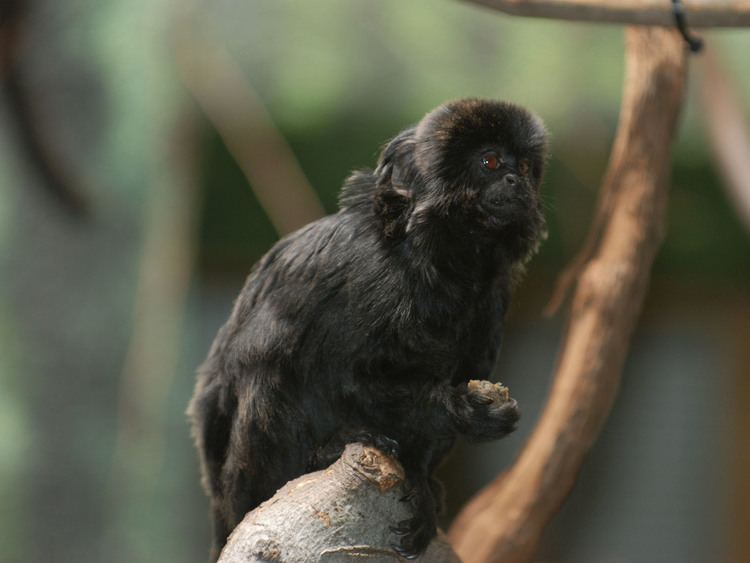 Goeldi's marmoset The Online Zoo Goeldi39s Marmoset