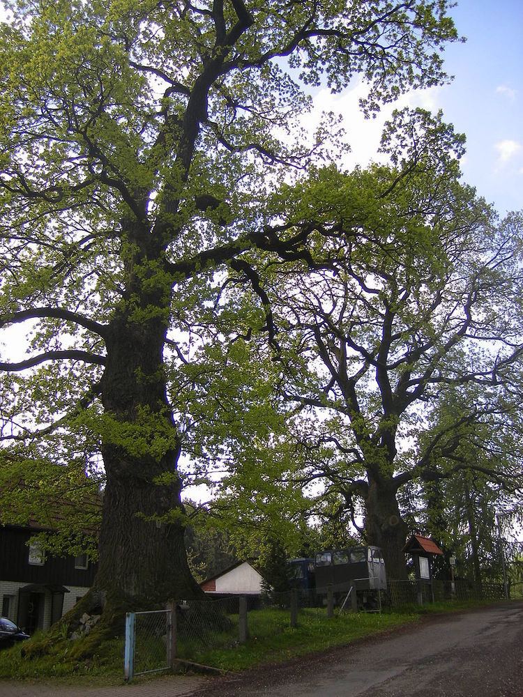 Goethe Oak