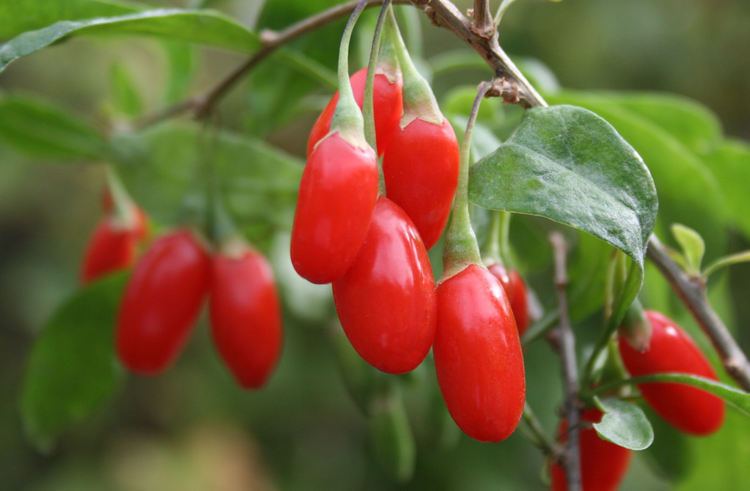 Goji Chinese Herbalism Goji Berries
