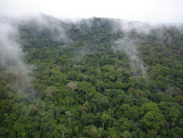 Gola Rainforest National Park Forests of Hope site Gola Rainforest National Park Sierra Leone