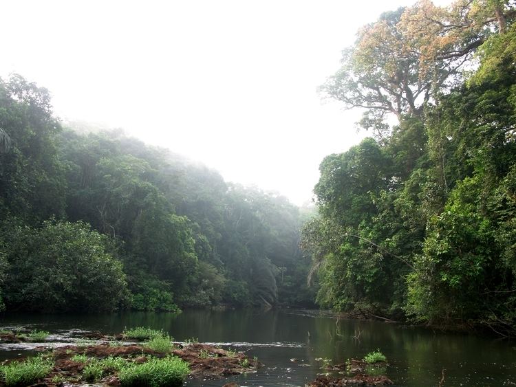 Gola Rainforest National Park Mogbai River Gola Rainforest National Park South Mapionet