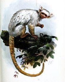 Gold-and-white marmoset httpsuploadwikimediaorgwikipediacommonsthu