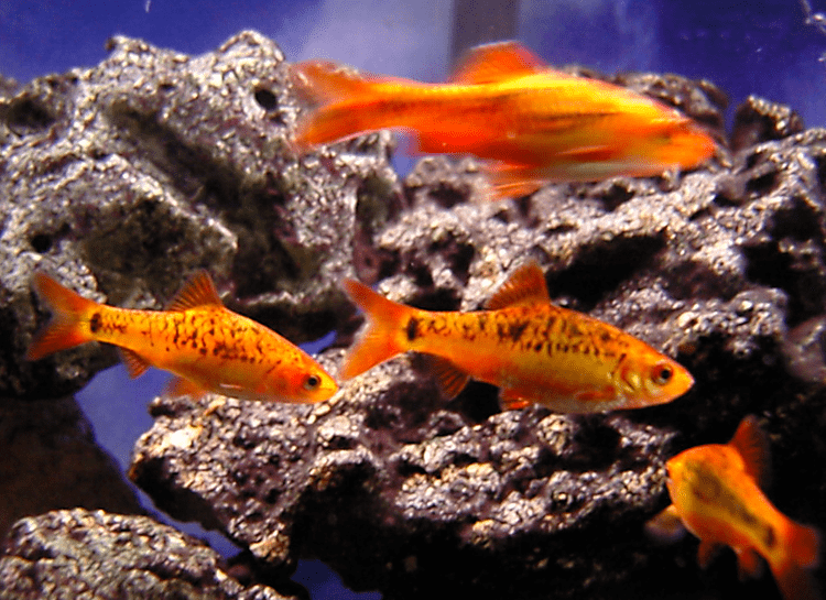 Gold barb Gold Barb Green Barb The Care Feeding and Breeding of Gold