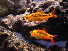 Gold barb httpsuploadwikimediaorgwikipediacommonsthu