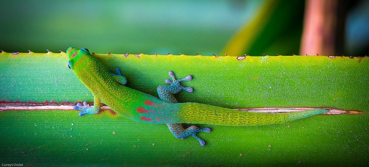 Gold dust day gecko Gold Dust Day Gecko Cuneyt Ozdas Flickr