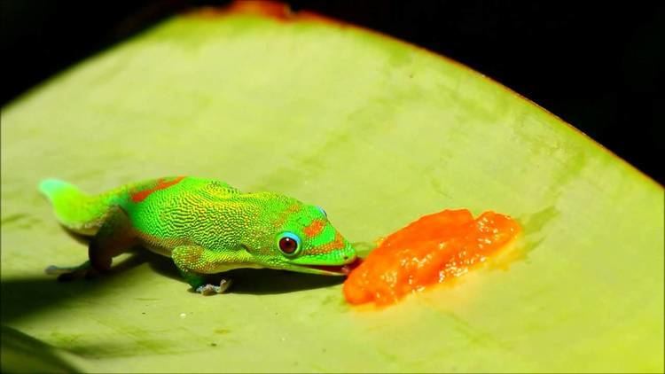 Gold dust day gecko Gold Dust Day Gecko Eating Papaya YouTube
