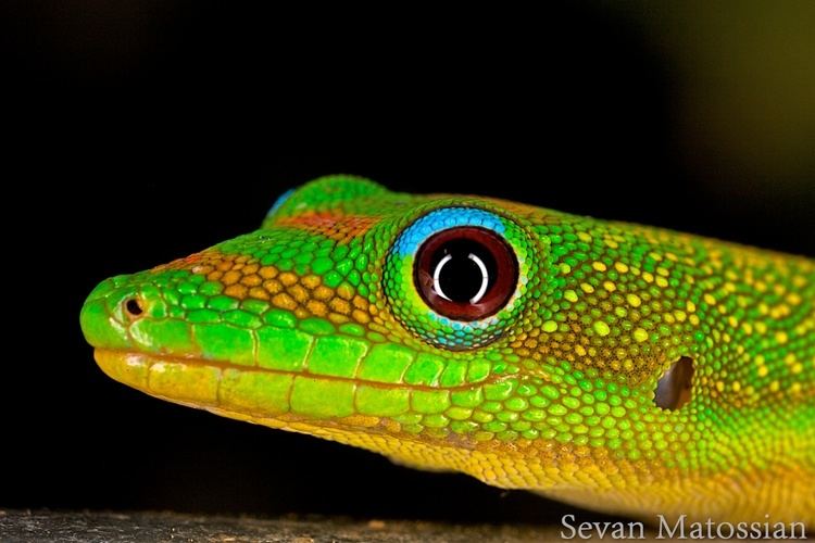Gold dust day gecko Gold dust day gecko DSLR Inspirations