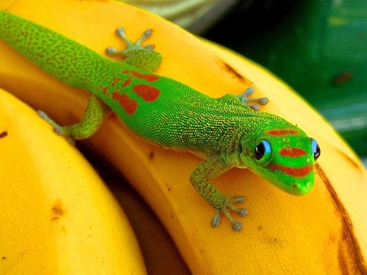 Gold dust day gecko Introduced to a number of Pacific Islands including Hawaii gold